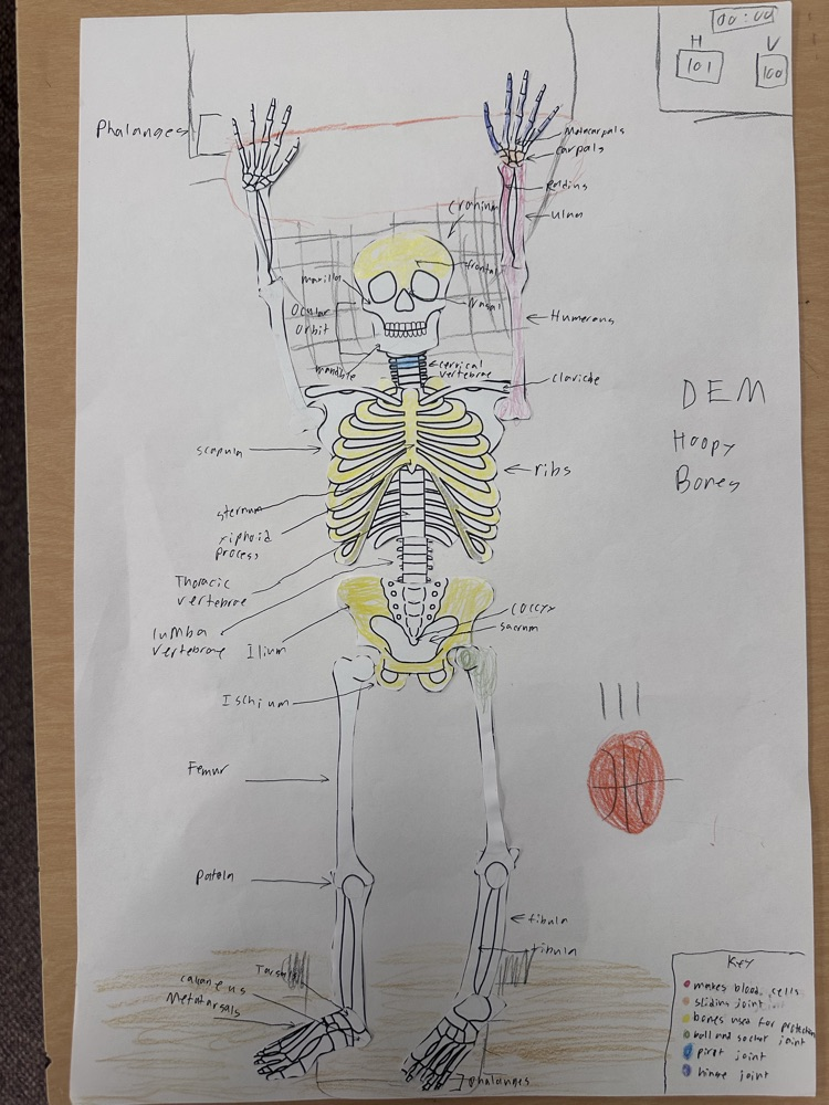 6th grade science students built skeleton models to show their knowledge and creativity! #warriorway