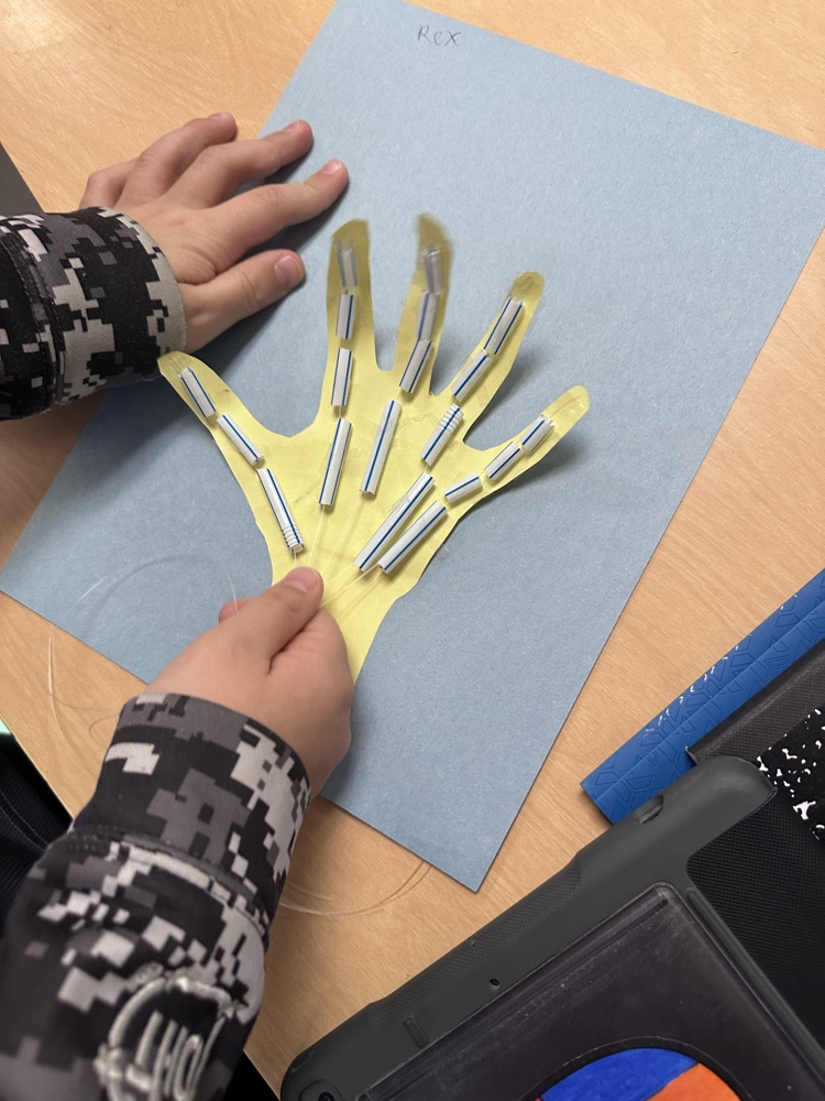 model hand showing how muscles and bones work together