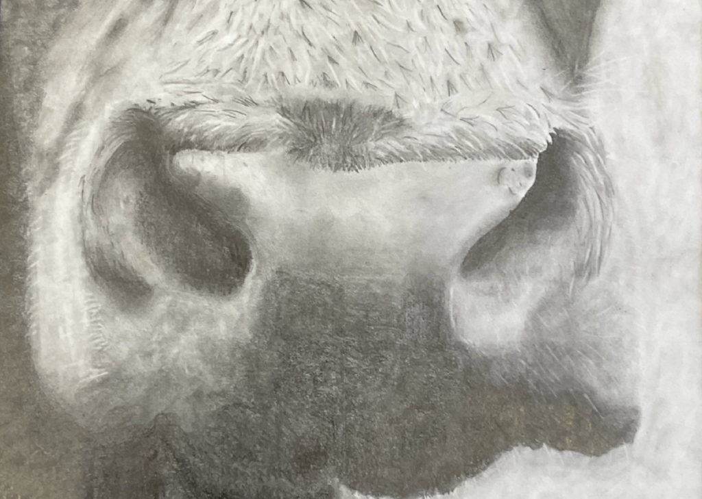 Community Vote  - 'Cow'  by Ella Jessen 