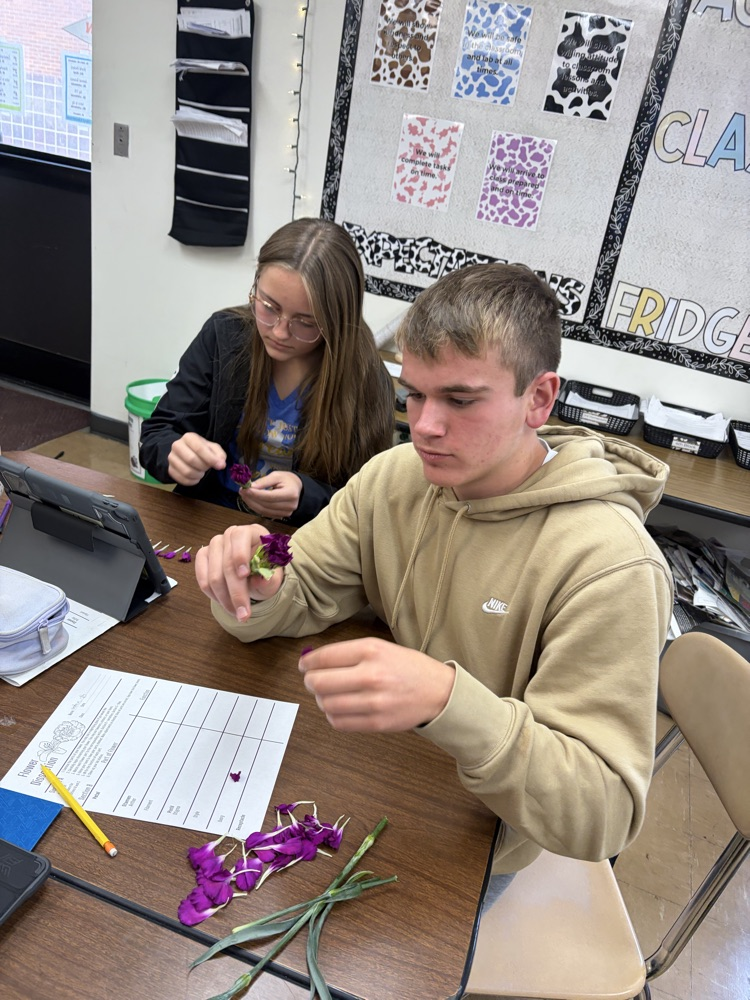 Students dissecting flowers.