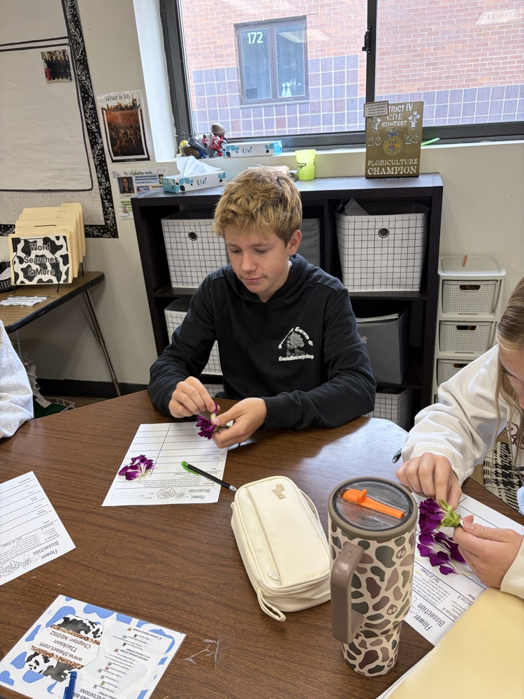 Student dissecting flowers.