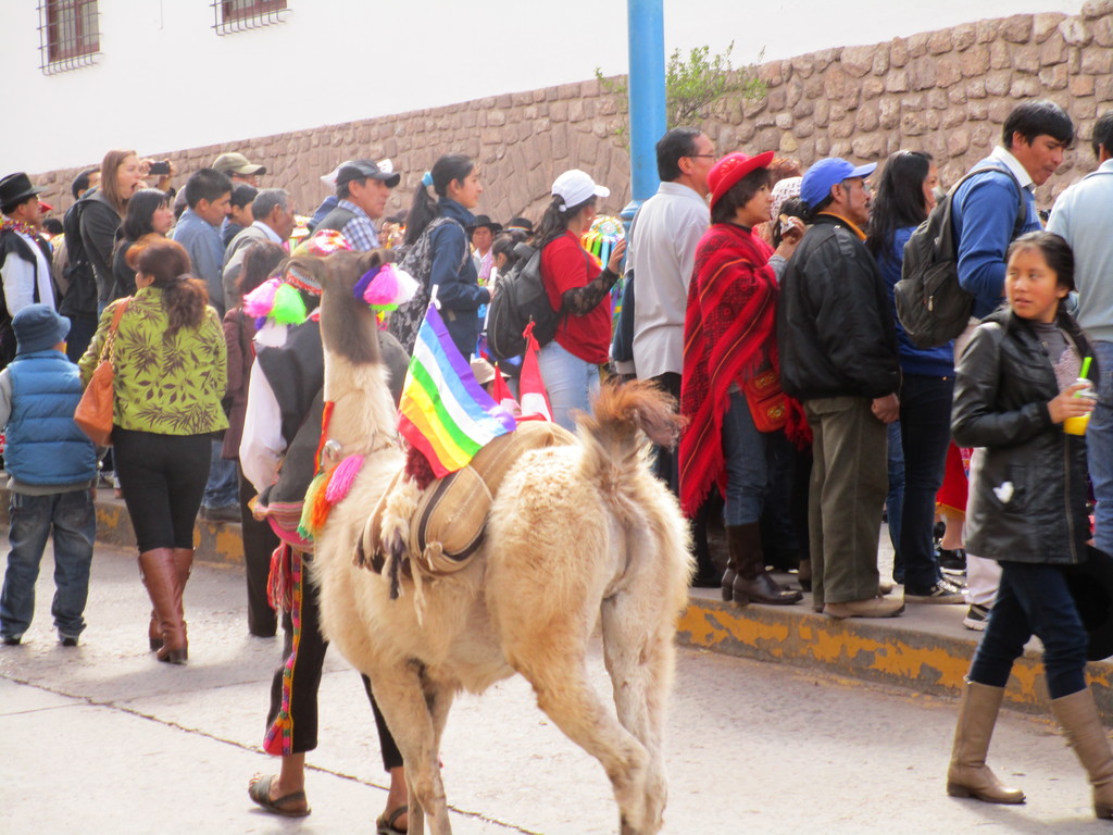 A llama from Peru