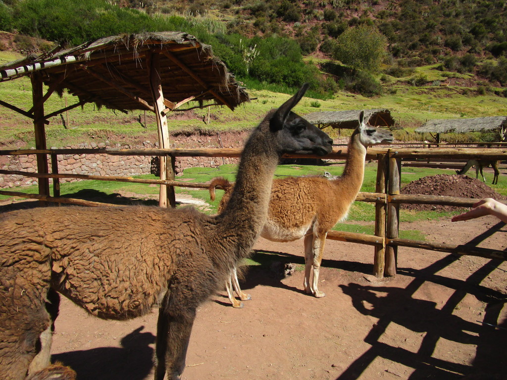 llama's in Peru