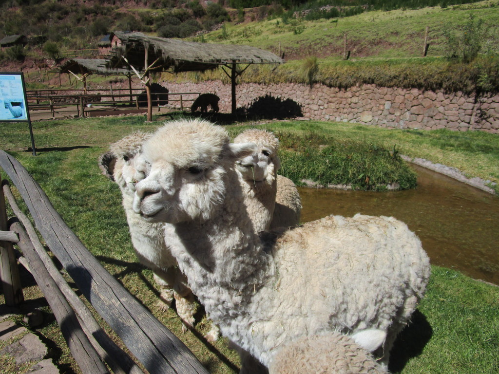 Alpaca's in Peru