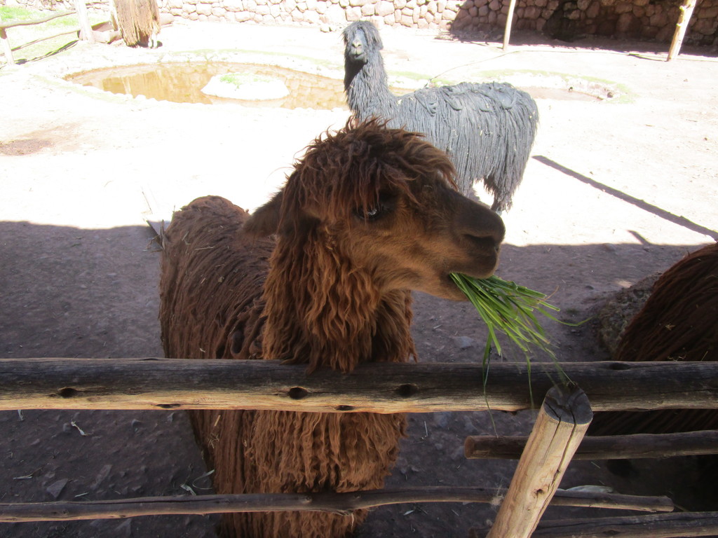 Alpaca's in Peru