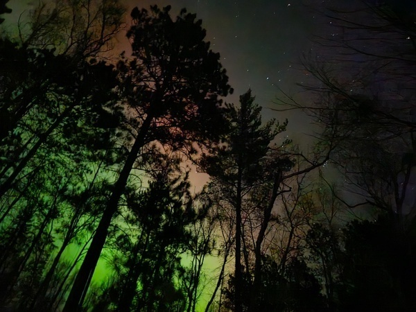 northern lights shining through the tree line green and pink