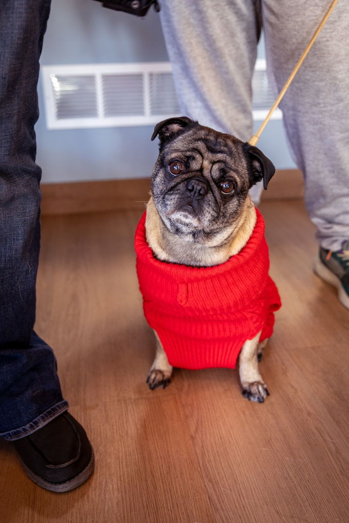 Mario the pug sitting so nicely with his head tilted wearing a red sweater