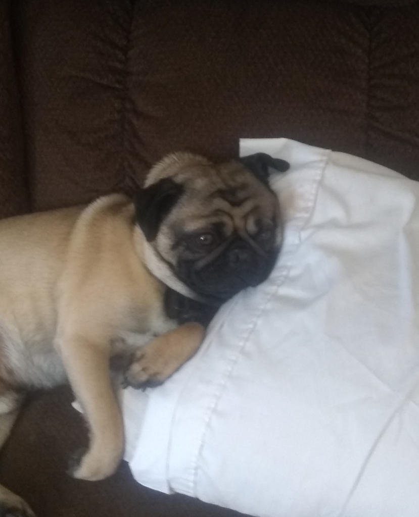mario the pug sleeping with his head on a pillow