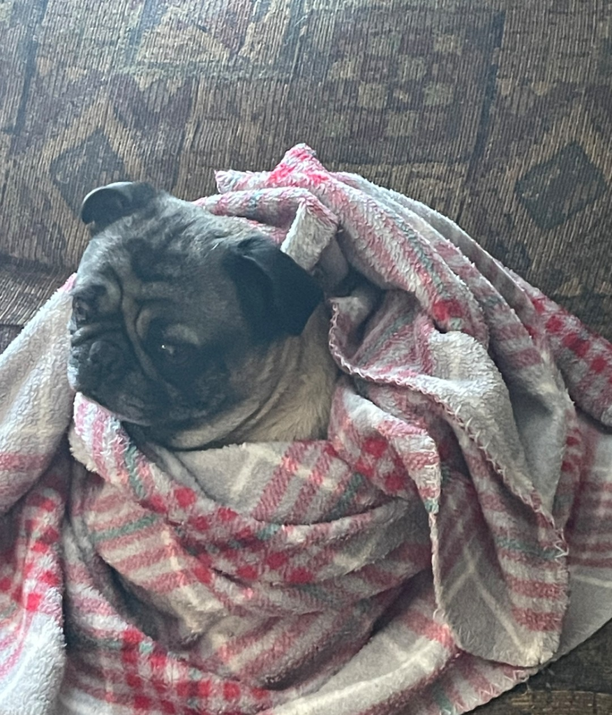 Mario the pug wrapped in a blanket