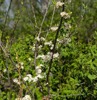 photo of white flowers blooming within a lot of greenery