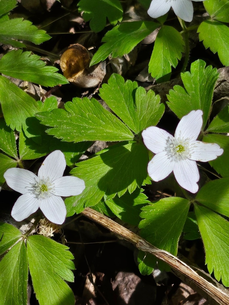 white flowers within green leaves