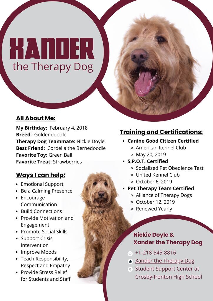Xander the therapy dog