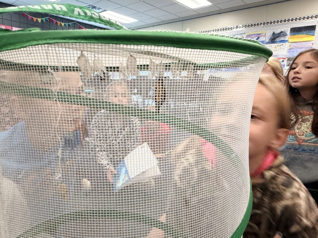 Students looking through a butterfly net watching it emerge
