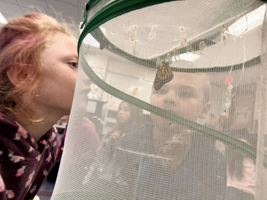 students watching a butterfly emerge from it's cocoon