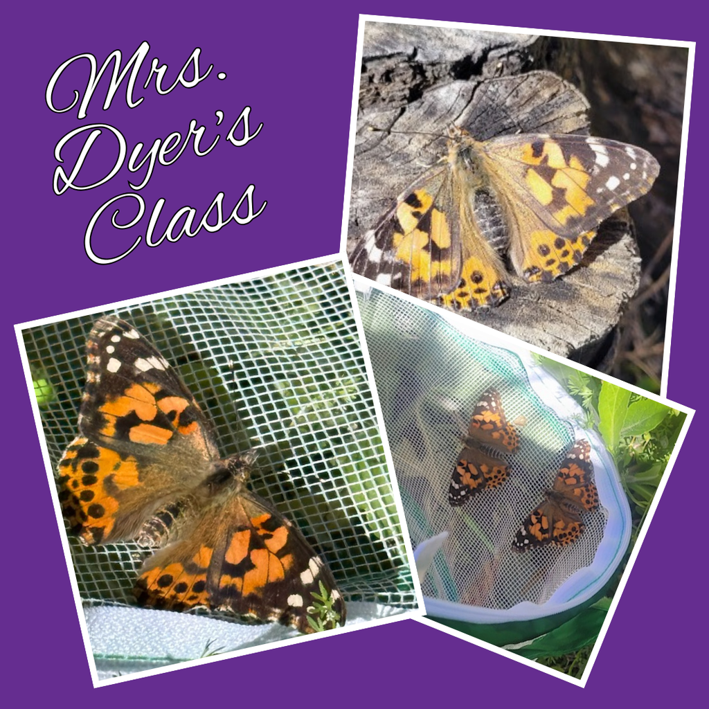 Mrs. Dyer's Class studied the life cycle of the butterfly Spring 26.
