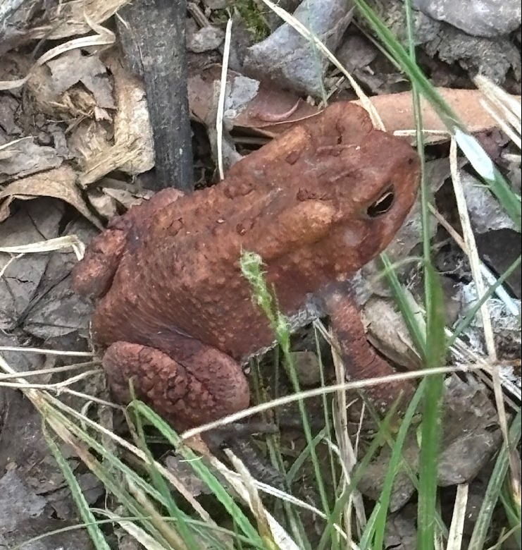 Verdun Toad 