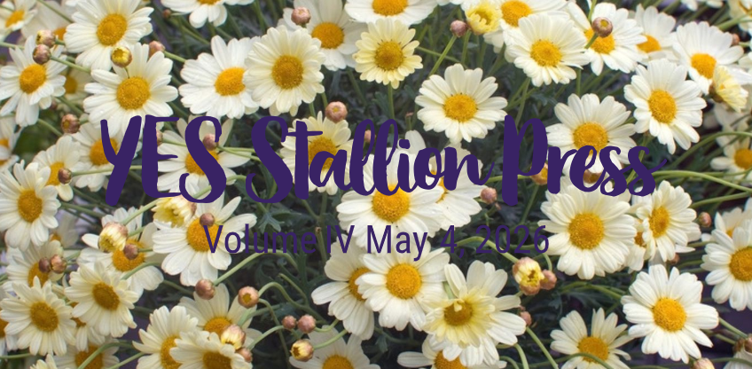 Newsletter cover featuring a field of white daisies with yellow centers. Purple script text reads 'YES Stallion Press,' with smaller text saying 'Volume IV May 4, 2026.