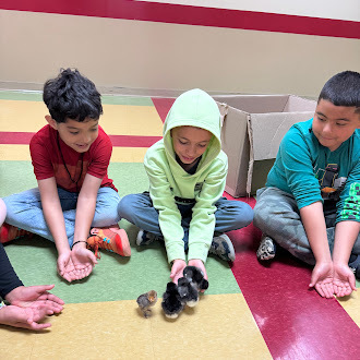 Three students sit on a colorful tiled floor, gently holding fluffy baby chicks. A cardboard box is visible in the background.