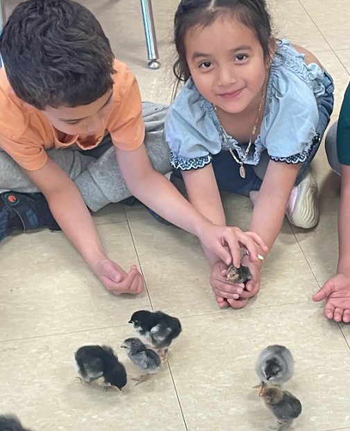  A boy and girl sitting on the floor gently holding and watching newly hatched chicks. Several chicks are walking on the tile floor in front of them.