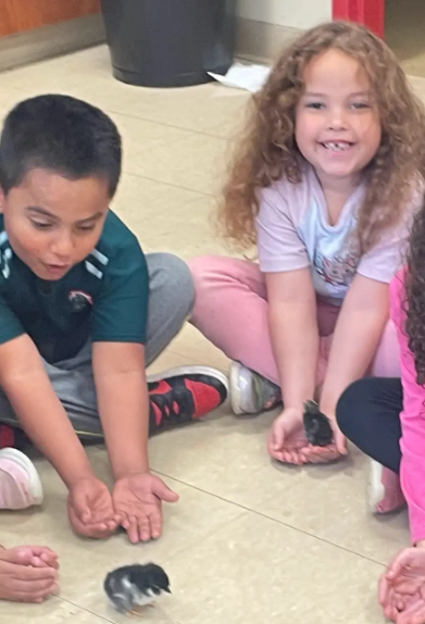 Two children sitting cross-legged on the floor, each gently cupping a chick in their hands, looking delighted as the chicks move around.