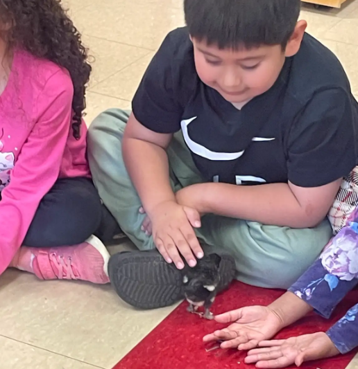 A boy sitting on the floor watching a chick at his feet while another chick stands between his hands and a classmate's hand reaching toward it.