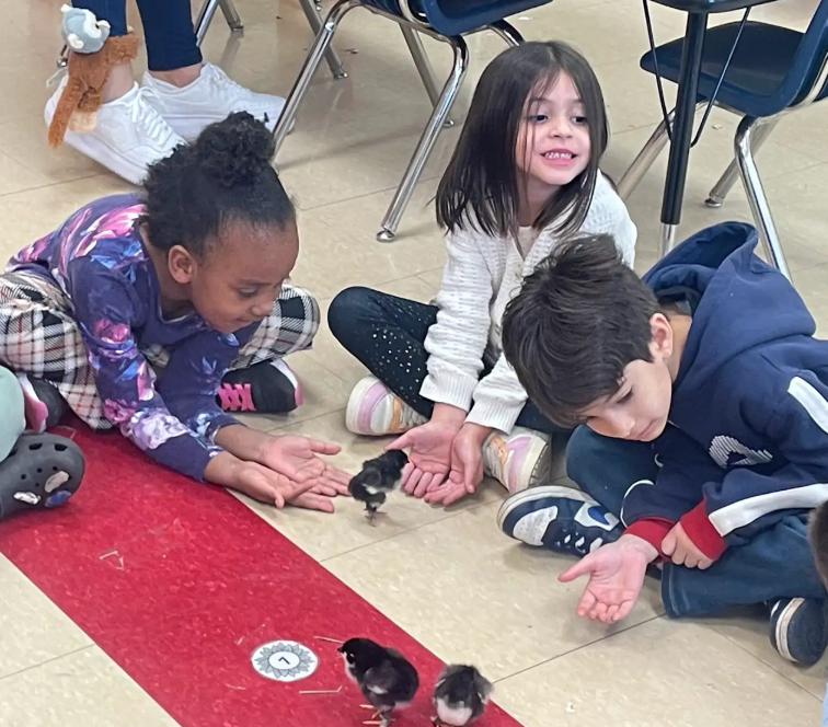 Three students kneeling on the floor with hands outstretched, watching small chicks walk across a red tile strip.