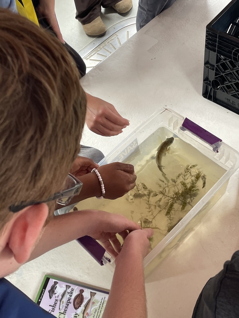 students hands are in abucket with live fish and seaweed from the James River.