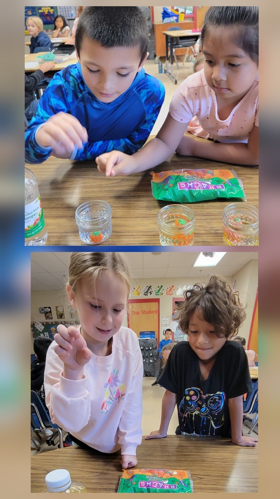 Two photos stacked vertically show students engaged in a pumpkin science experiment. In the top photo, a boy in a blue shirt and a girl in pink carefully drop pumpkin candies into jars filled with different liquids. In the bottom photo, a girl and a boy watch closely as they place a candy pumpkin into a jar on the table. Both groups have a bag of Brach’s pumpkins nearby.