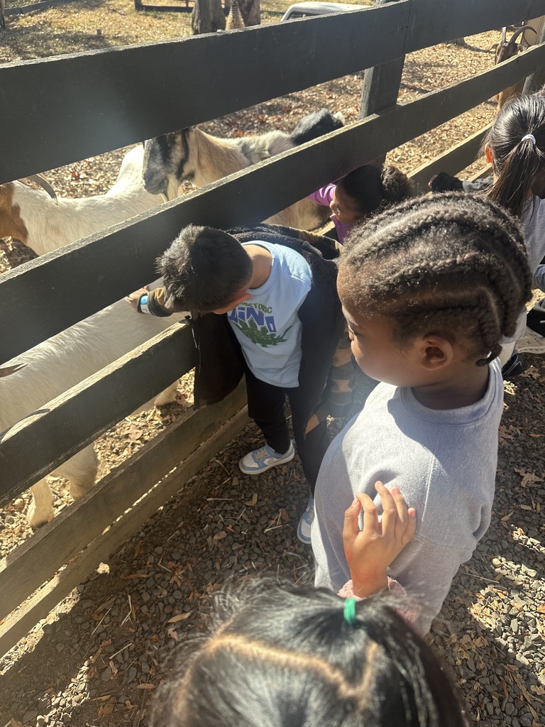 Several children stand along a wooden fence petting goats through the slats. The ground is covered in gravel and autumn leaves, and sunlight shines on the group as they interact with the animals.