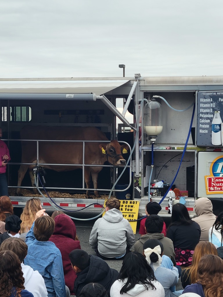 A brown cow stands in a trailer, seen by an audience of children sitting on the pavement. The scene appears educational and engaging.