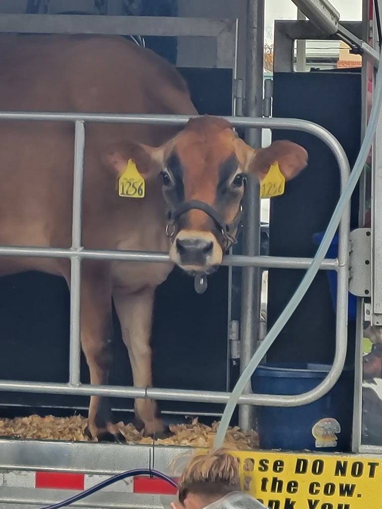 A cow with large yellow ear tags stands in a metal enclosure. It peers curiously at the camera. A sign below reads, "Please do not pet the cow."