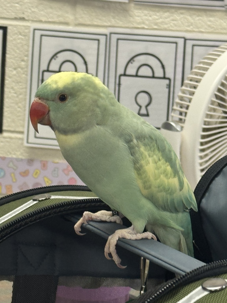 Pictured here is Kammy’s mom, Miss Sarah, brought in Ziggy, an Indian Ringneck parrot, for our letter Z show-and-tell.