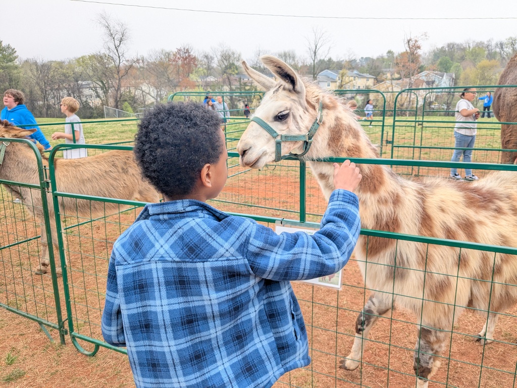 A student gently pets a llama through a fenced enclosure while other students and animals are visible in the background on a grassy field.