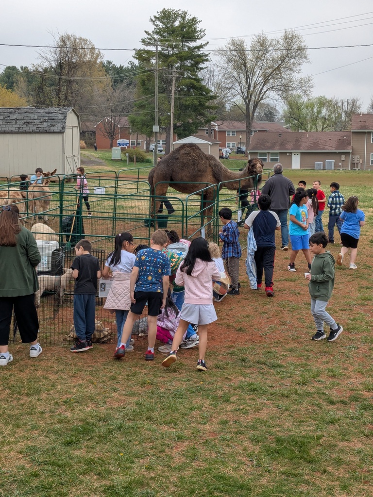 A group of students gather around a fenced pen, feeding and petting goats while others observe and wait their turn on a grassy school field.