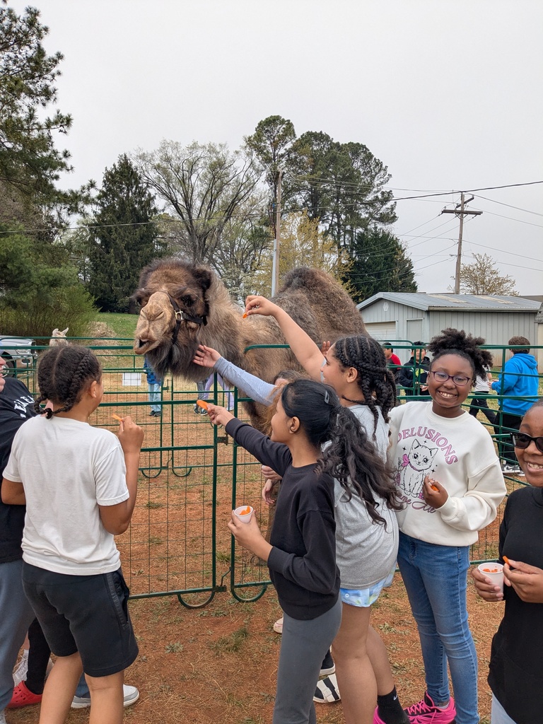 Several students feed a camel over a fence using carrot sticks while smiling and interacting with the animal during an outdoor school event.