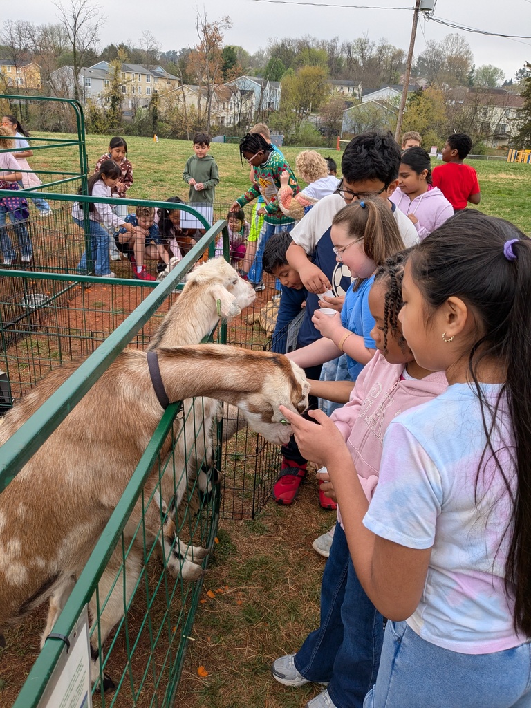 A group of students gather around a fenced pen, feeding and petting goats while others observe and wait their turn on a grassy school field.