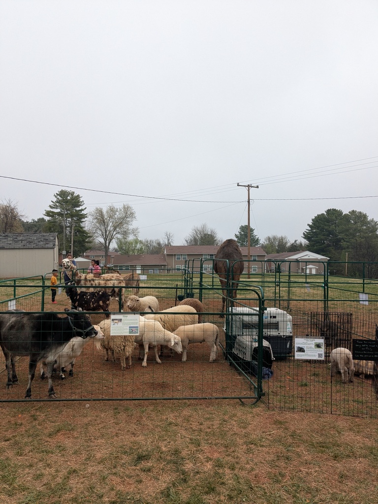 A wide view of the petting zoo shows multiple fenced enclosures with sheep, goats, and a camel while students interact with the animals in an open field.