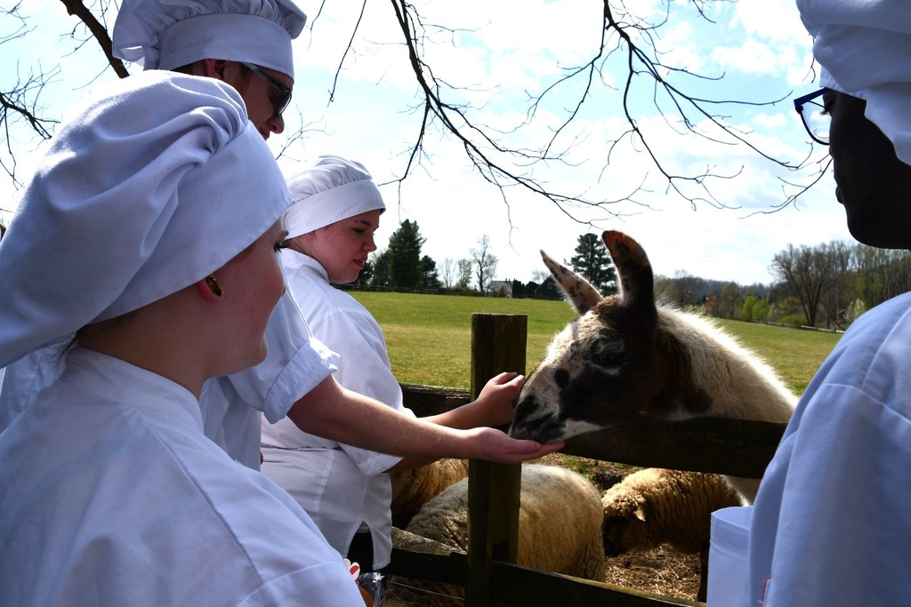 CTEC culinary students in chef uniforms feed a llama over a wooden fence on a farm, with sheep grazing nearby and rolling countryside in the background during their visit.