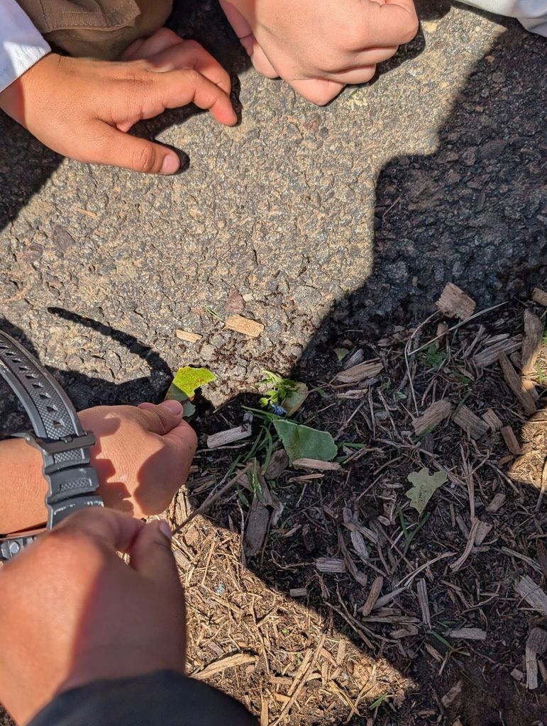 Close-up of students’ hands pointing at a cluster of small insects on the ground near leaves and mulch.