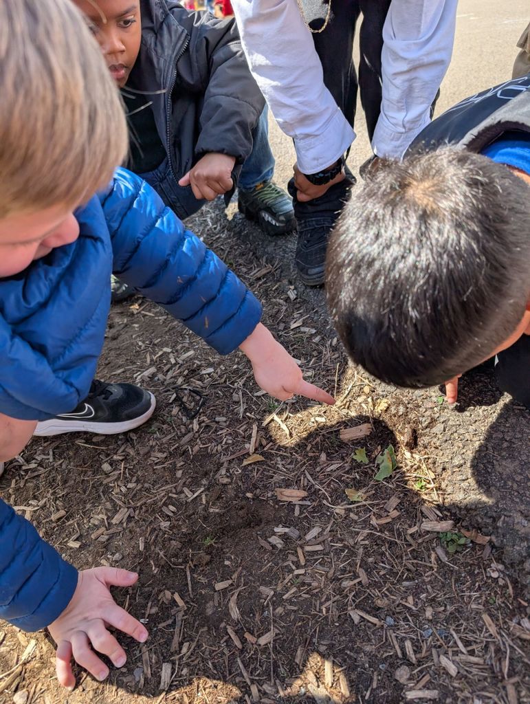 Several students lean in and point at a small area of dirt and mulch, focusing on something tiny on the ground.