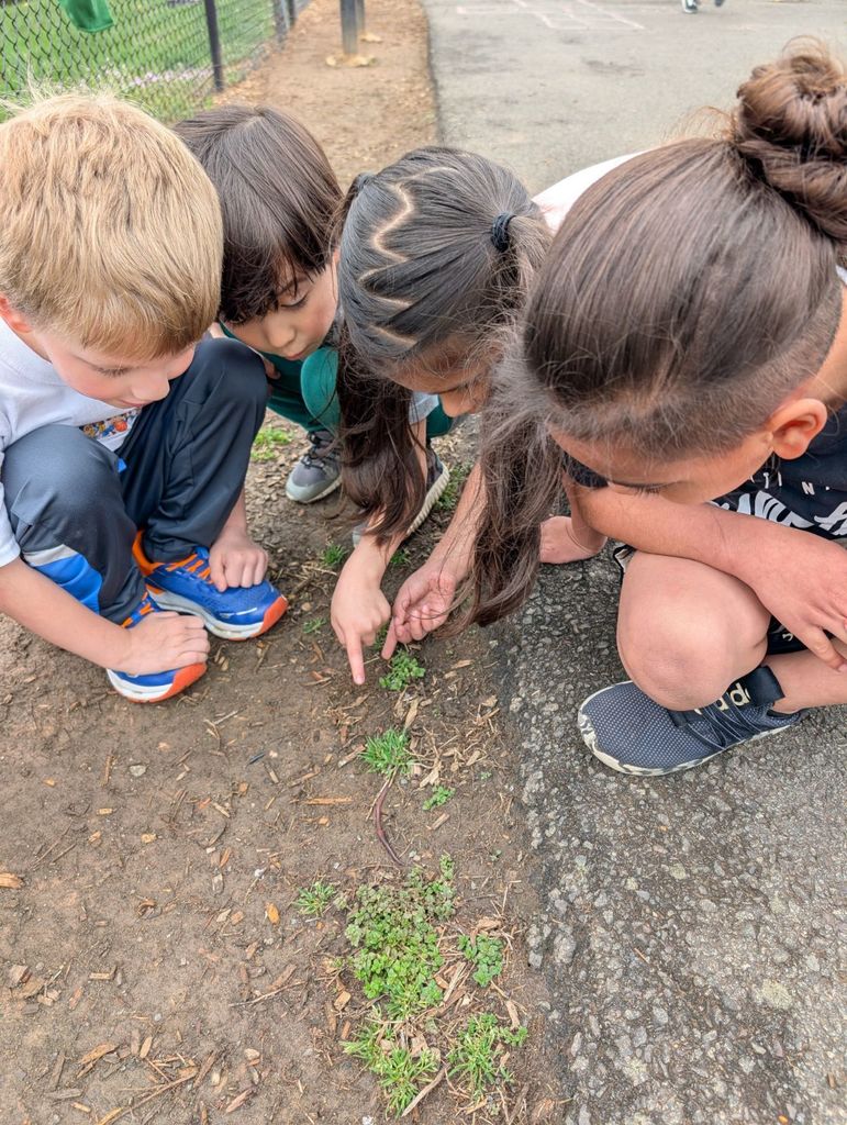 Three students crouch together and point at a small patch of plants and dirt near a sidewalk.