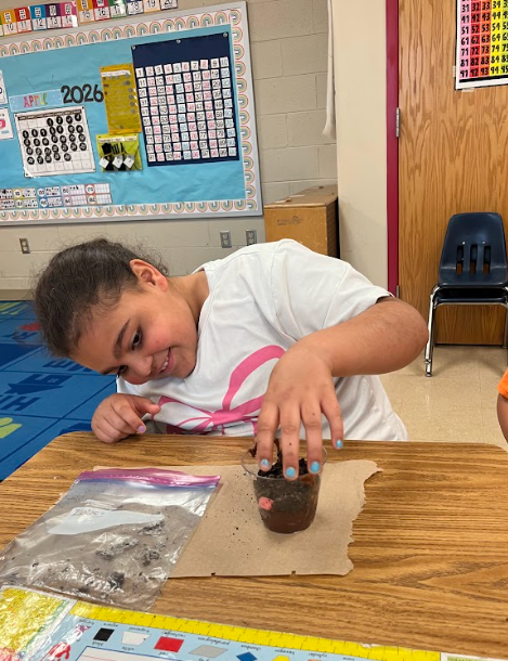 A student leans over a desk, carefully adding dirt to a clear cup as part of a classroom activity, with materials spread out on the table.