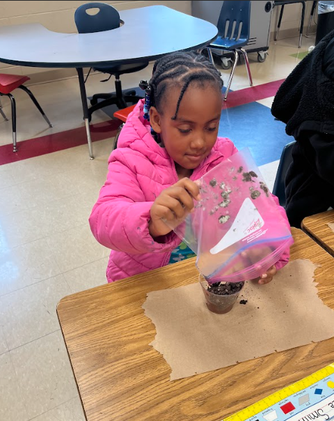 A student in a pink jacket pours soil from a plastic bag into a cup on a desk during a hands-on classroom project.