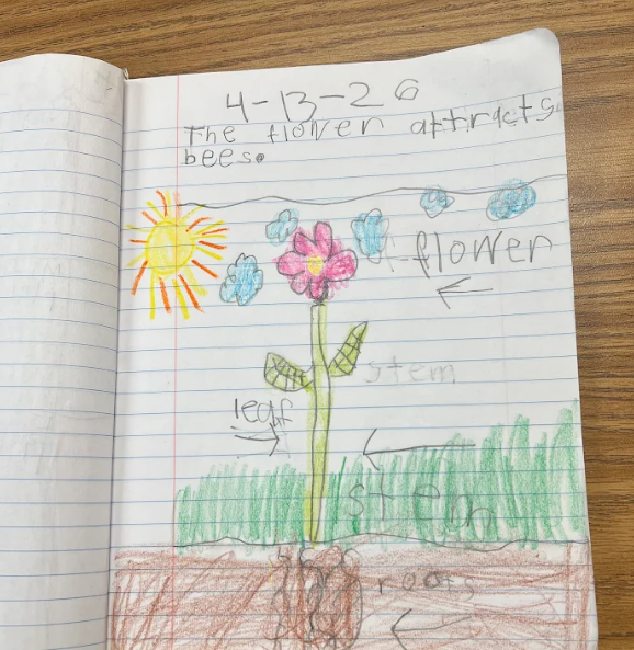 A student’s notebook page shows a colorful drawing of a flower with labeled parts (flower, leaf, stem, roots) and a sentence explaining that flowers attract bees.