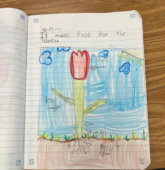 A colorful drawing of a flower with labeled parts and a sentence explaining that the sun makes food for the leaves.