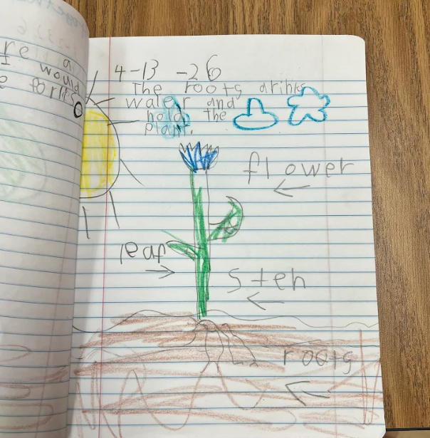 A notebook page features a labeled plant diagram (flower, leaf, stem, roots) with a sentence explaining that roots absorb water and hold the plant.