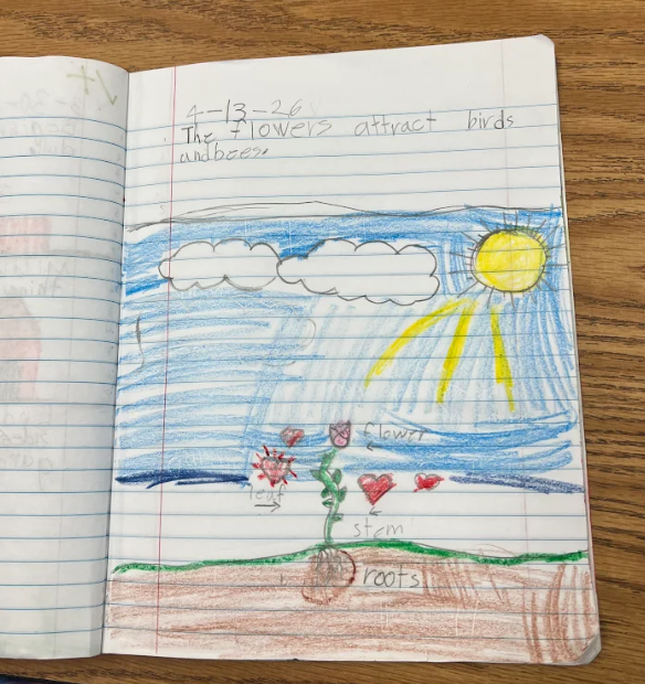 A student drawing shows a flower under the sun and clouds with labeled parts and a sentence explaining that flowers attract birds and bees.