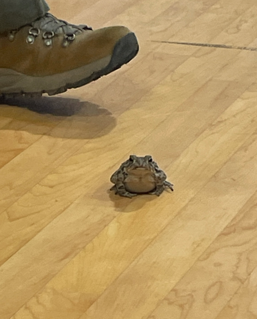 A small toad sits on the gym floor near a ranger’s boot.