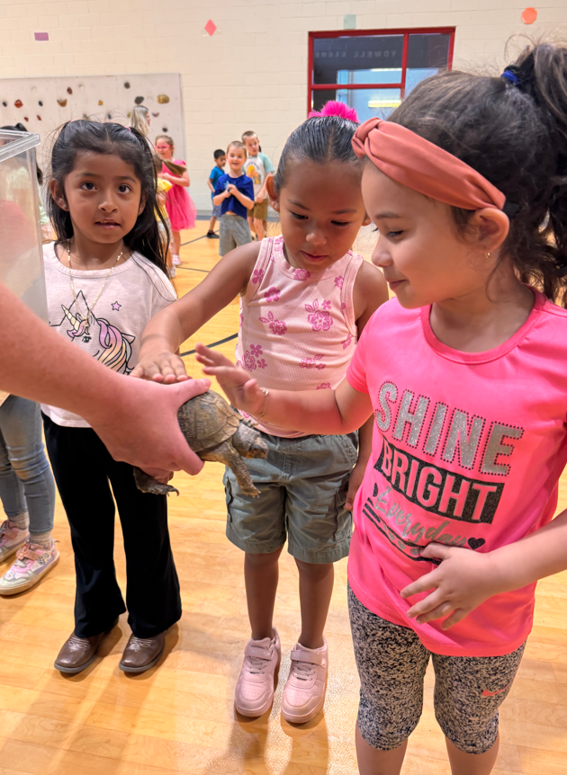 Three young girls gently touch a turtle being held by an adult during a classroom presentation in a gym.