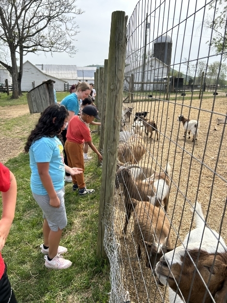 Students stand along a fence observing goats in an outdoor farm setting. The animals gather near the fence while the children look on.